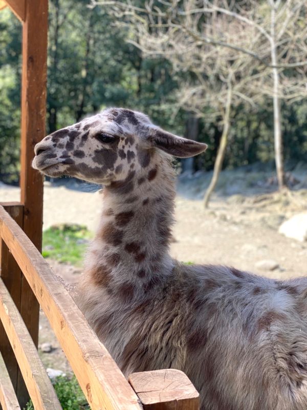 日本・長崎県「大好きなバイオパークへ🐒」の写真：リャマ🦙ちゃんたち

お食事してるとこ撮...