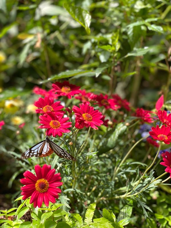 日本・長崎県「大好きなバイオパークへ🐒」の写真：温室の中の蝶たち🦋
タイミングよく撮影す...