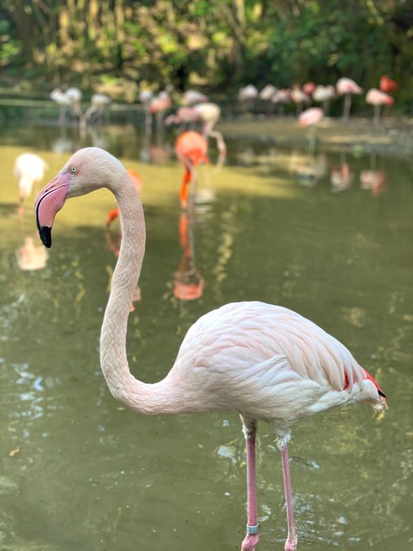日本・長崎県「大好きなバイオパークへ🐒」の写真：ヨーロッパフラミンゴとベニイロフラミンゴ...