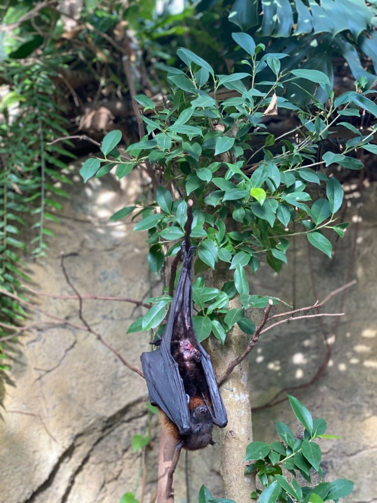 こんなに間近でコウモリ観れるところ
なかなかないだろうなぁ🦇
あくび姿🥱は...