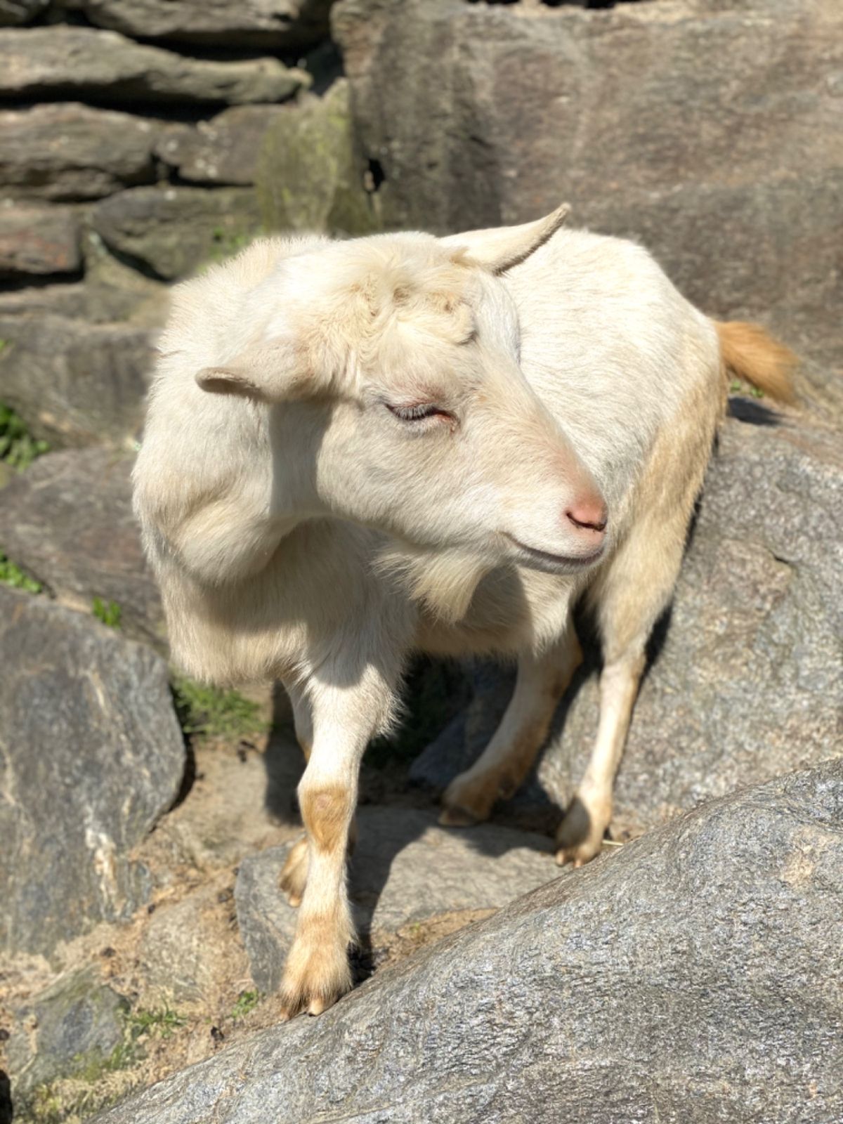 山羊たちの餌の執着心すごい😂
一瞬でめちゃくちゃ集まってくる