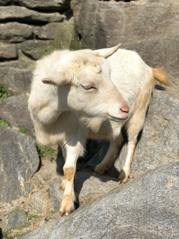日本・長崎県「大好きなバイオパークへ🐒」の写真：山羊たちの餌の執着心すごい😂
一瞬でめち...