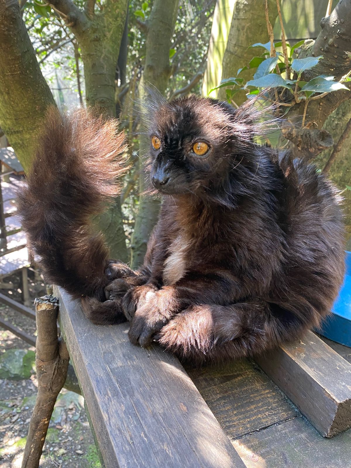 🐒リスザルとクロキツネザルゾーン

ミルワーム与えたときの目の色の変わりっ...