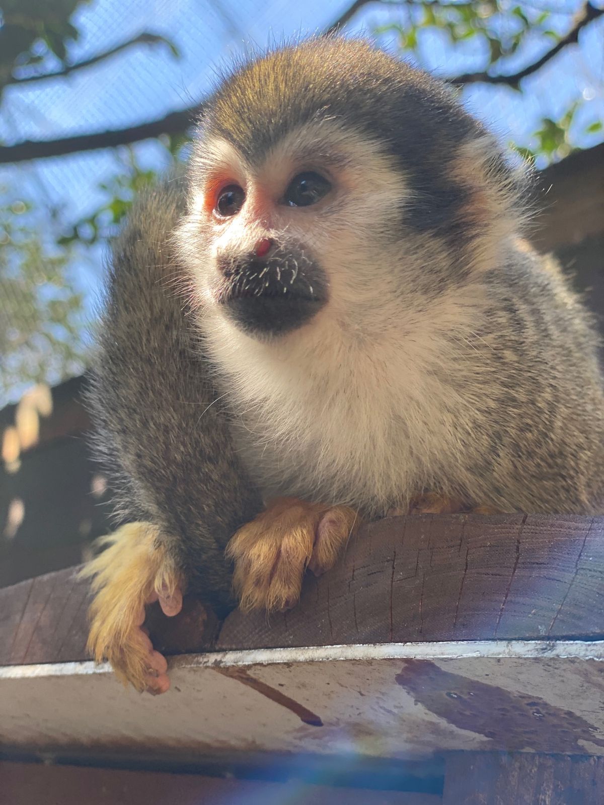 🐒リスザルとクロキツネザルゾーン

ミルワーム与えたときの目の色の変わりっ...