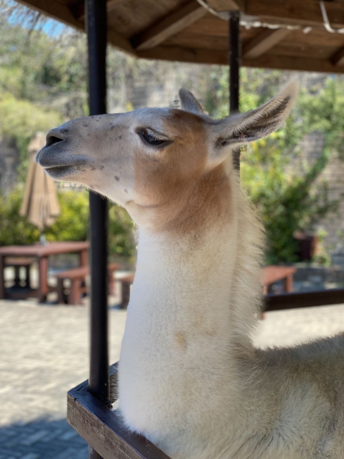 カメラを向けるとポーズを決めてくれる😍