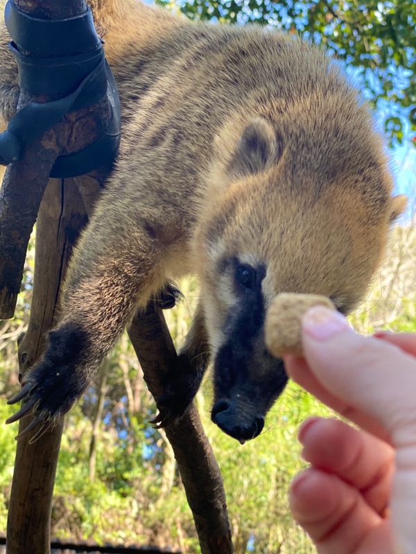日本・長崎県「大好きなバイオパークへ🐒」の写真：木の上から必死に餌を貰おうとする姿可愛い...