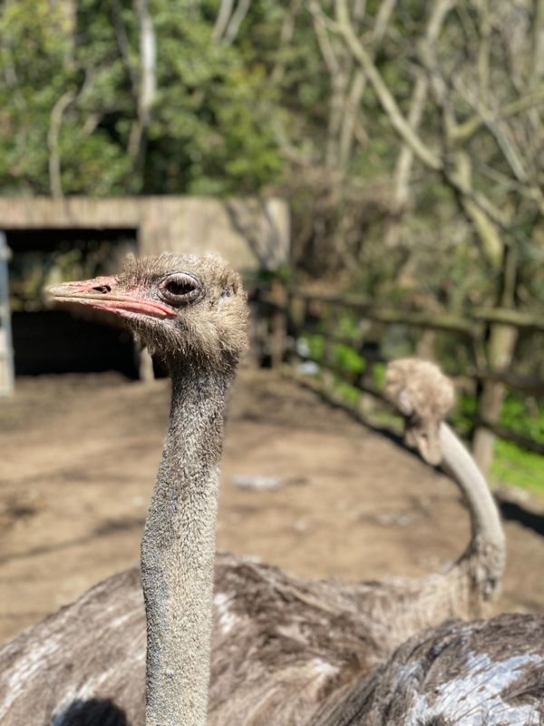 日本・長崎県「大好きなバイオパークへ🐒」の写真：ダチョウったらホント恐竜〜🦖