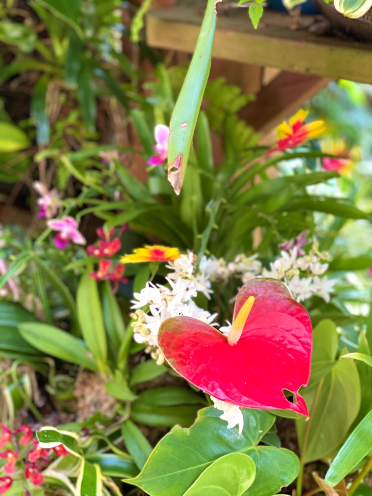 温室の中の蝶たち🦋
タイミングよく撮影するのなかなか難しい〜