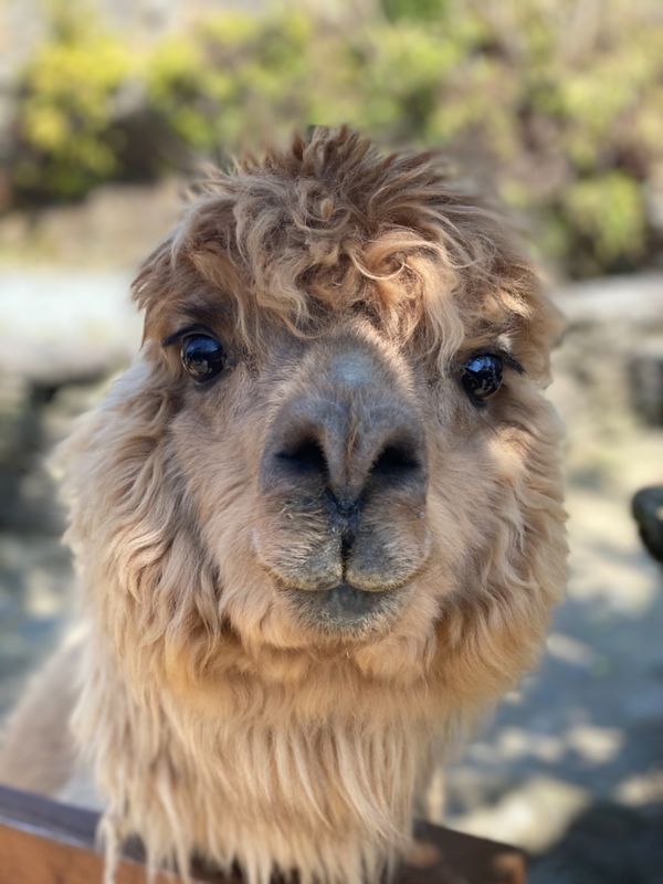 日本・長崎県「大好きなバイオパークへ🐒」の写真：表情がいちいち可愛いすぎませんかー😍