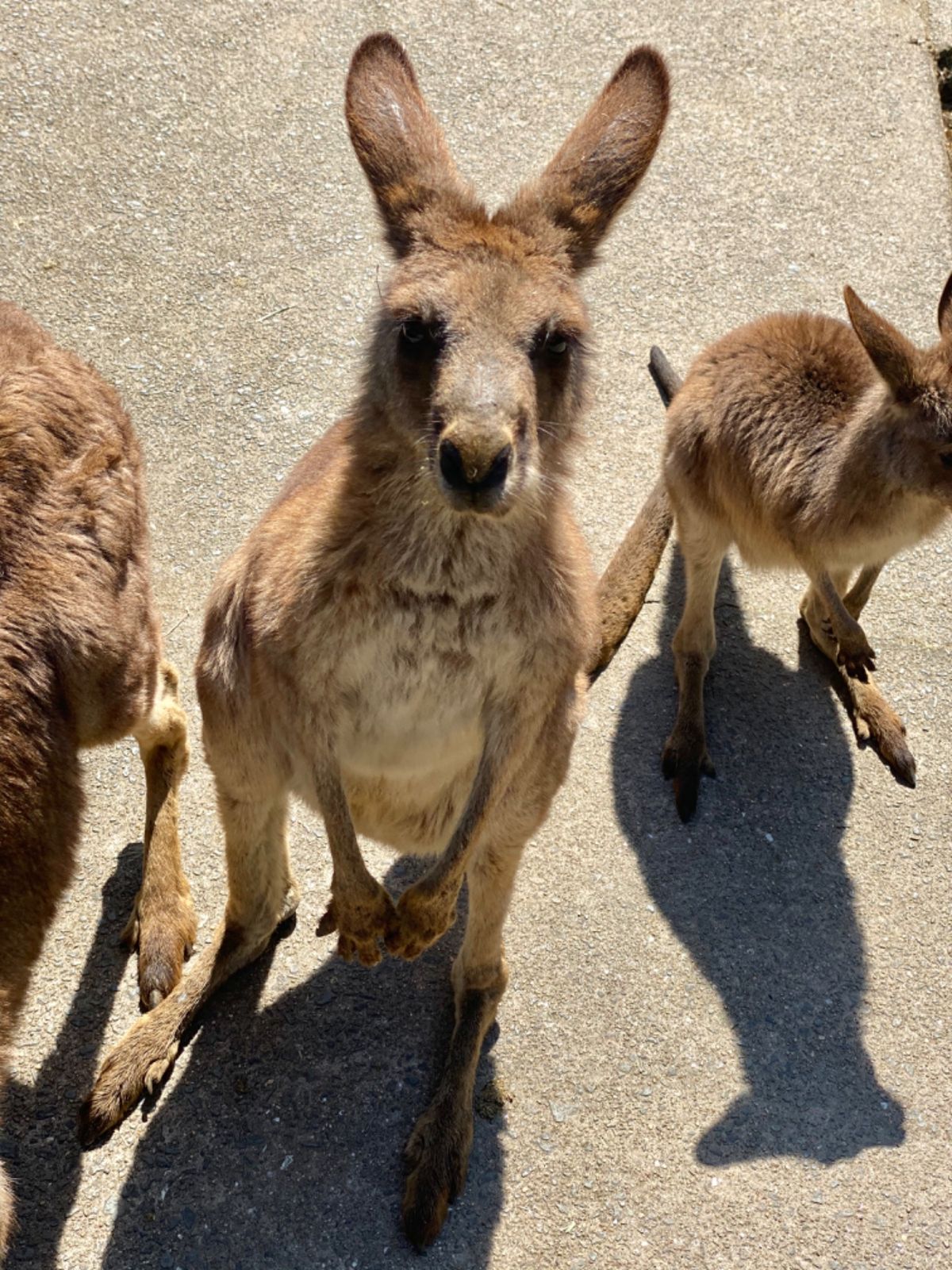 カンガルー🦘の赤ちゃんが
お母さんの袋に顔を突っ込んで
おっぱい飲んでた
...