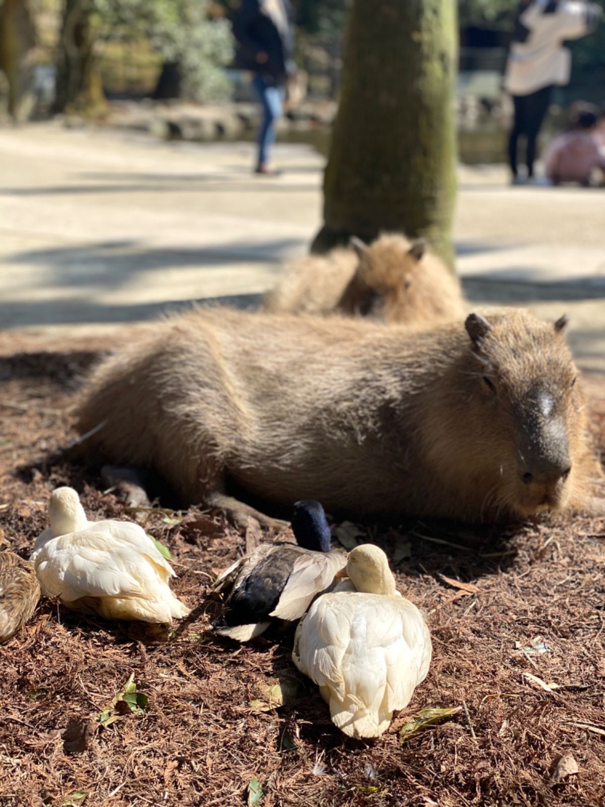 癒しが過ぎる風景
異種の動物たちが仲良くしてる姿
可愛いなぁ😍