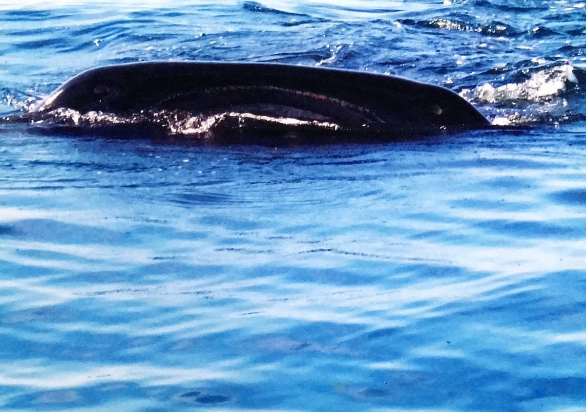 カリブ海は本当にキレイ✨
ジンベイザメを見たのは初‼️シュノーケルで一緒に...