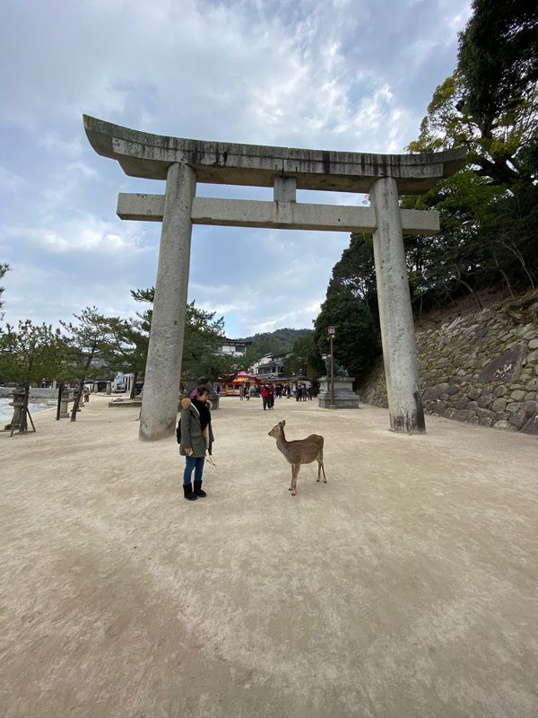 日本・広島「広島•宮島」の写真：仕事の合間の初宮島🍁
シカさんたくさん...