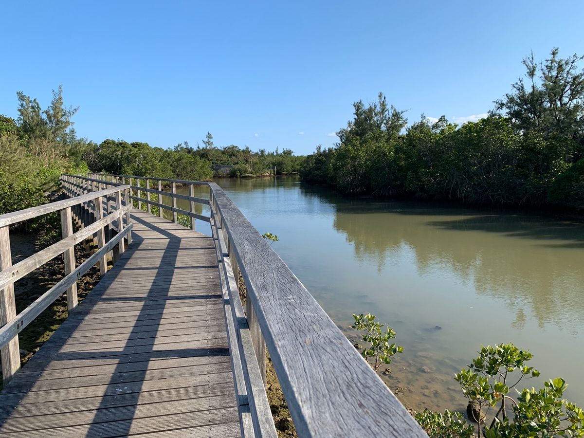 宮古島にあるマングローブの森
長い遊歩道からマングローブを見ることができます。