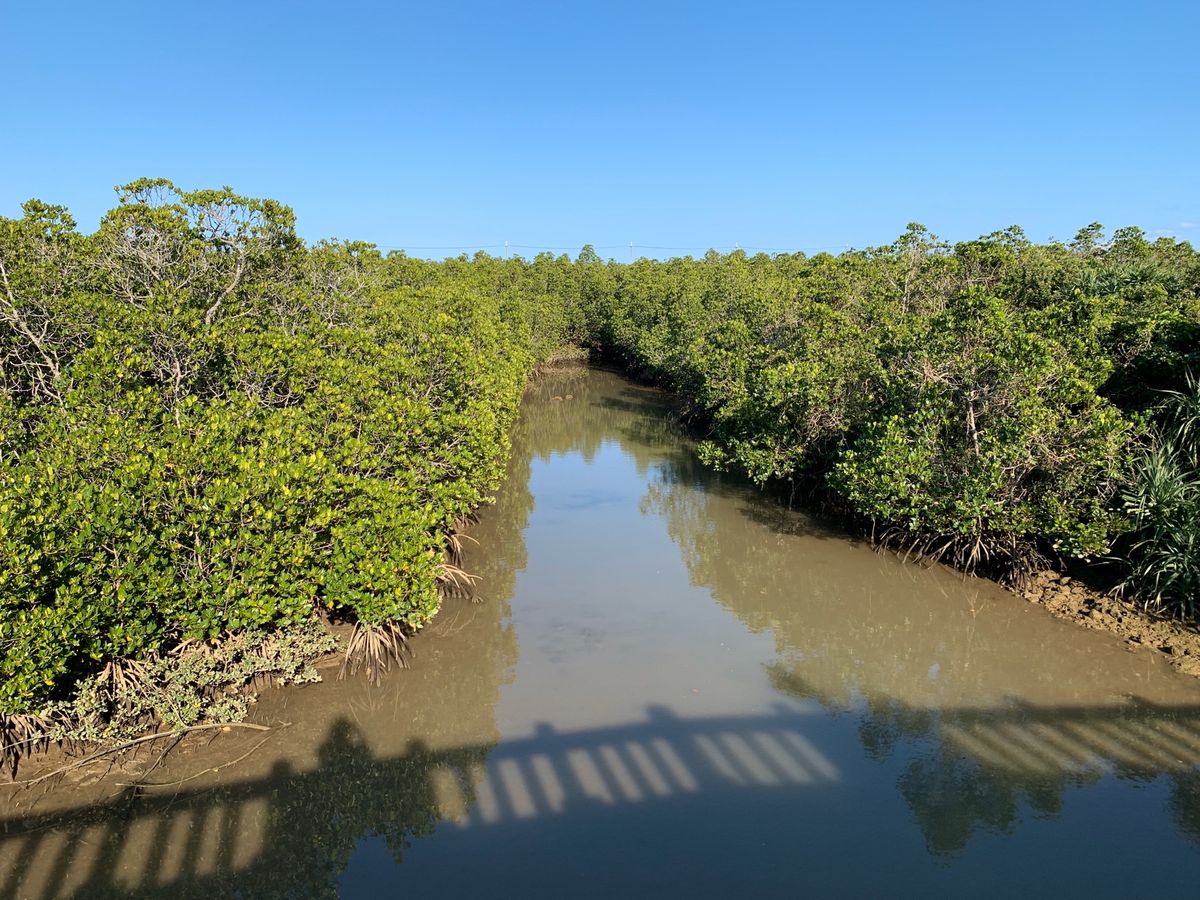 宮古島にあるマングローブの森
長い遊歩道からマングローブを見ることができます。