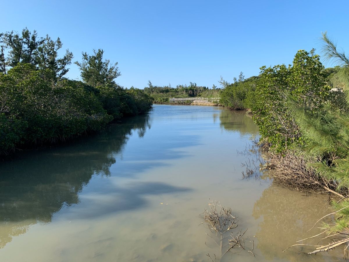 宮古島にあるマングローブの森
長い遊歩道からマングローブを見ることができます。