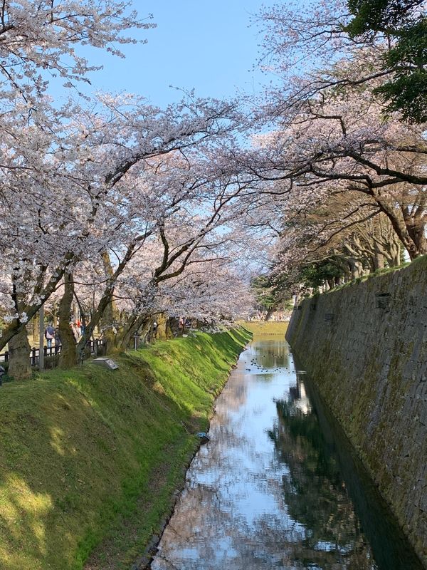 日本・石川県、「女子旅！桜満開の金沢へ‼︎」の写真