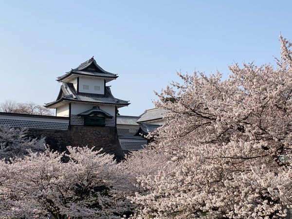 日本・石川県、「女子旅！桜満開の金沢へ‼︎」の写真：満開の金沢城公園🌸