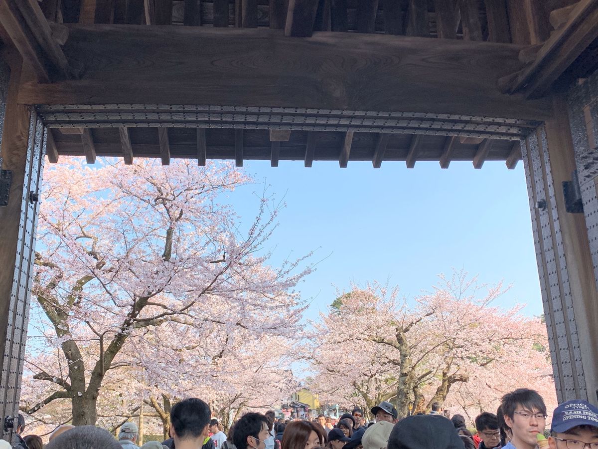 桜もすごいけど人もすごーい！