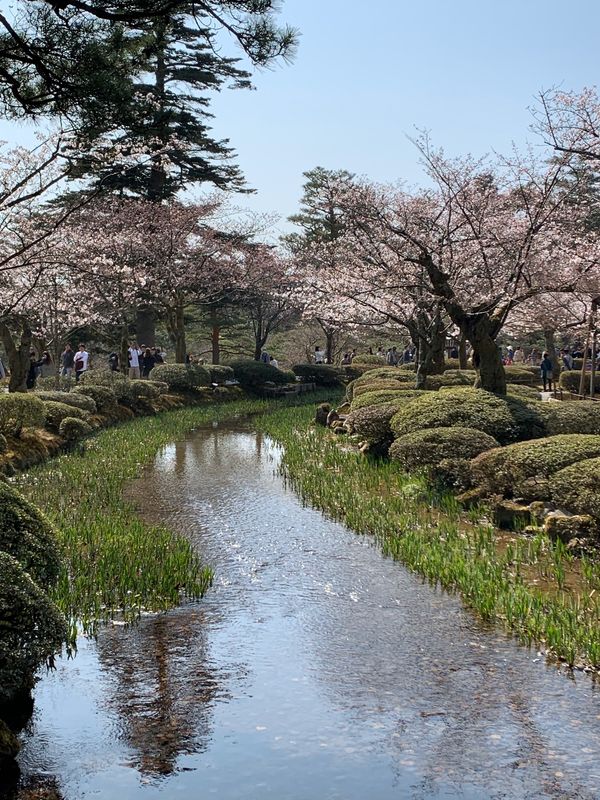 日本・石川県、「女子旅！桜満開の金沢へ‼︎」の写真：兼六園の桜🌸