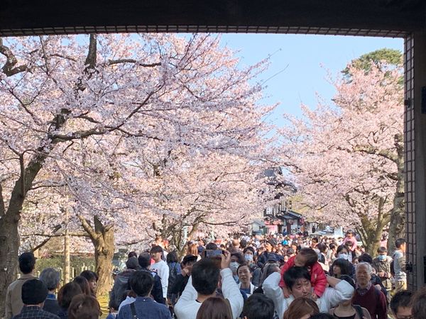 日本・石川県、「女子旅！桜満開の金沢へ‼︎」の写真：桜もすごいけど人もすごーい！