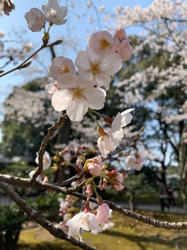 日本・石川県、「女子旅！桜満開の金沢へ‼︎」の写真