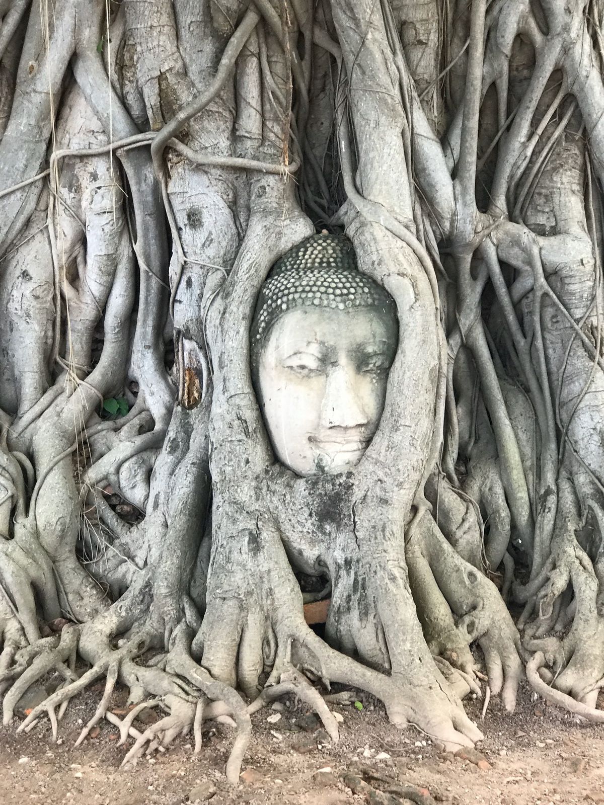 アユタヤ遺跡④