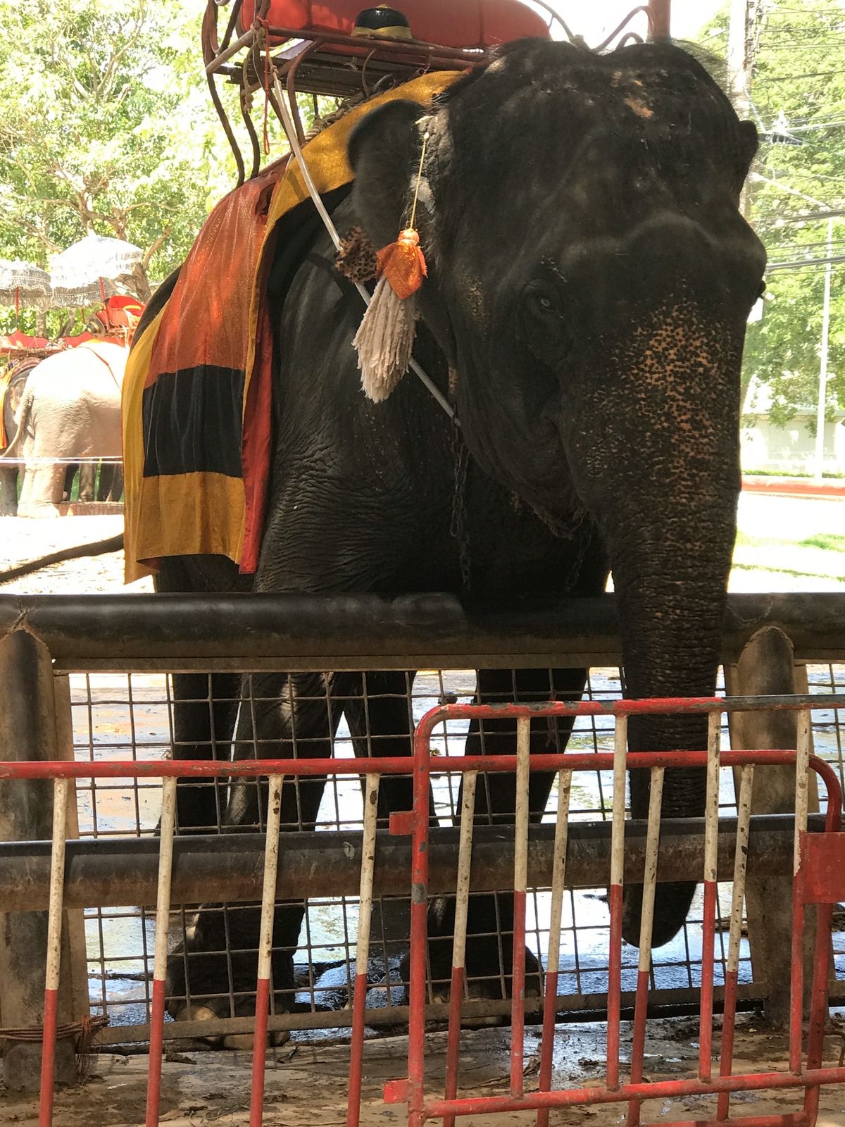 アユタヤ遺跡②