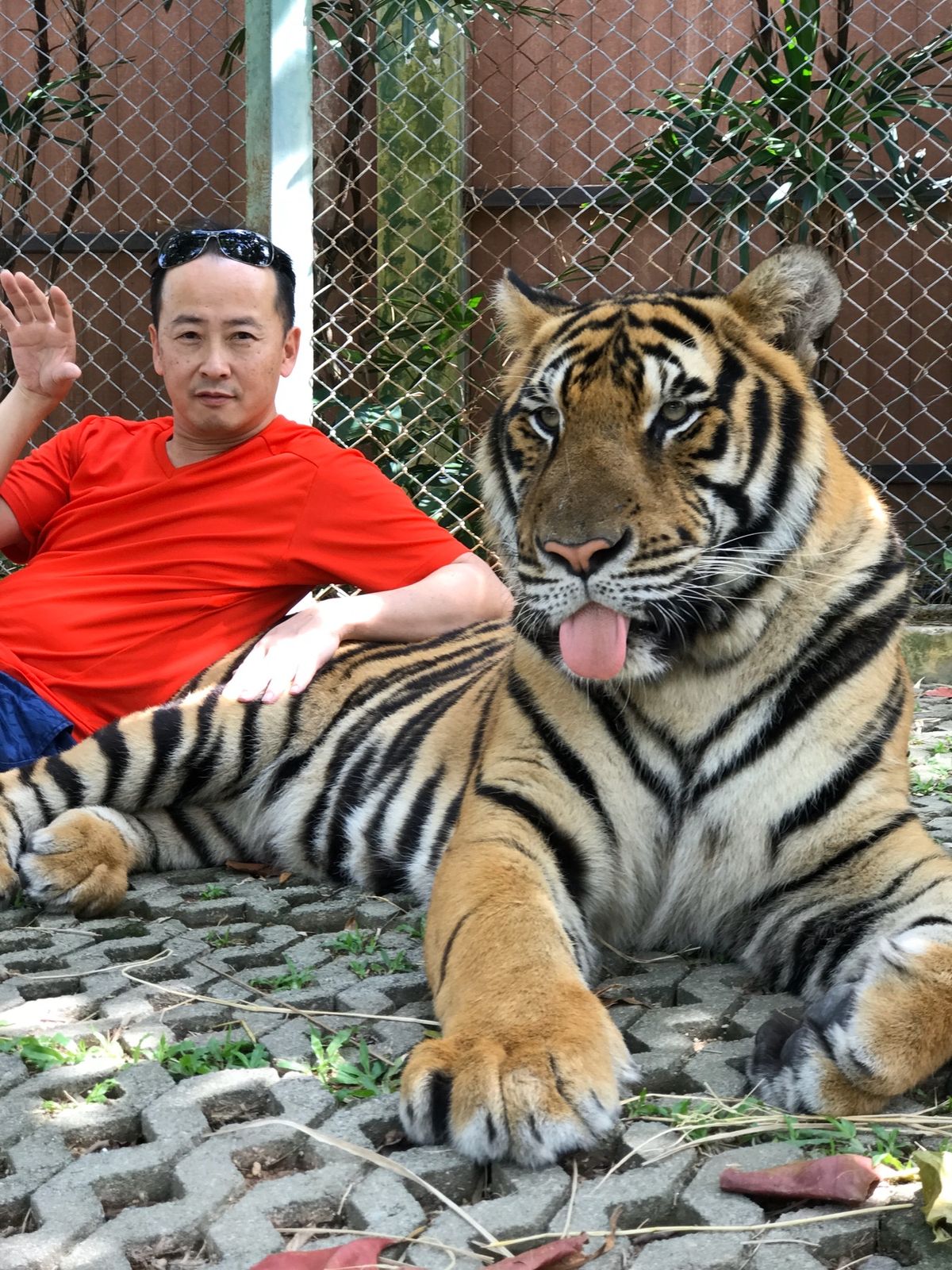 タイガーキングダム🐯①