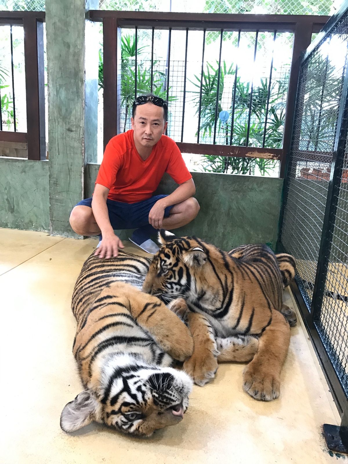 タイガーキングダム🐯①