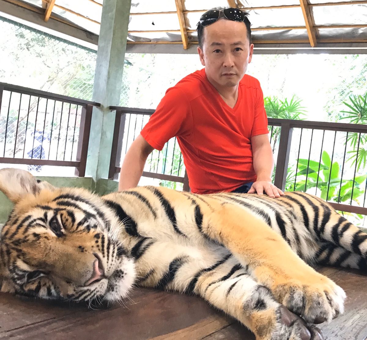 タイガーキングダム🐯②