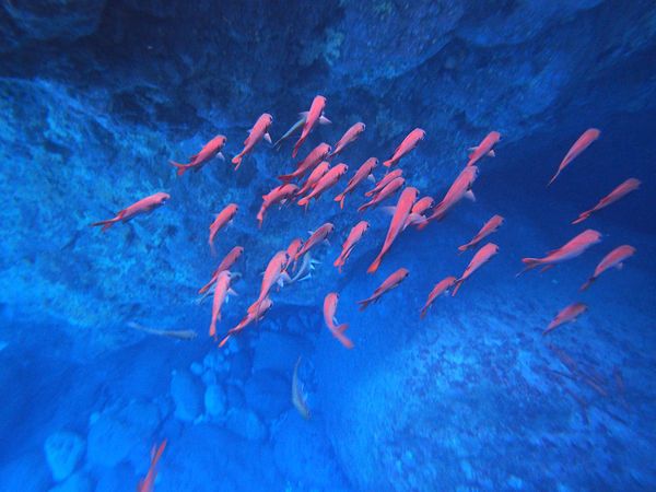 北マリアナ諸島・テニアン「サイパン  テニアン  ロタ  海と戦跡へ」の写真：ロタ 
