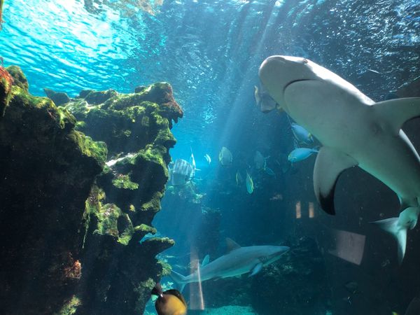 ニューカレドニア「ニューカレドニア　ヌメア」の写真：水族館