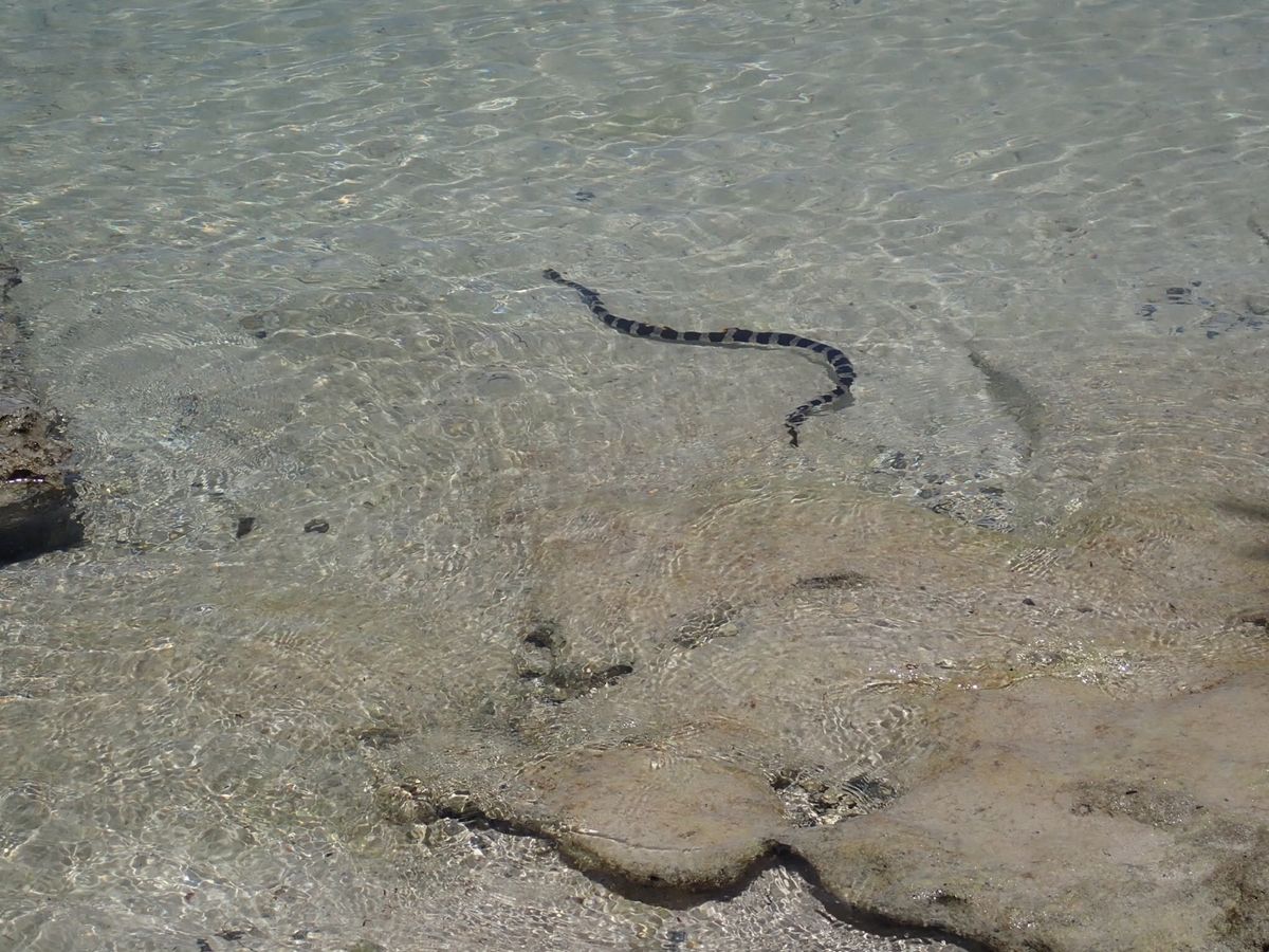 海へび！！
泳いでいった