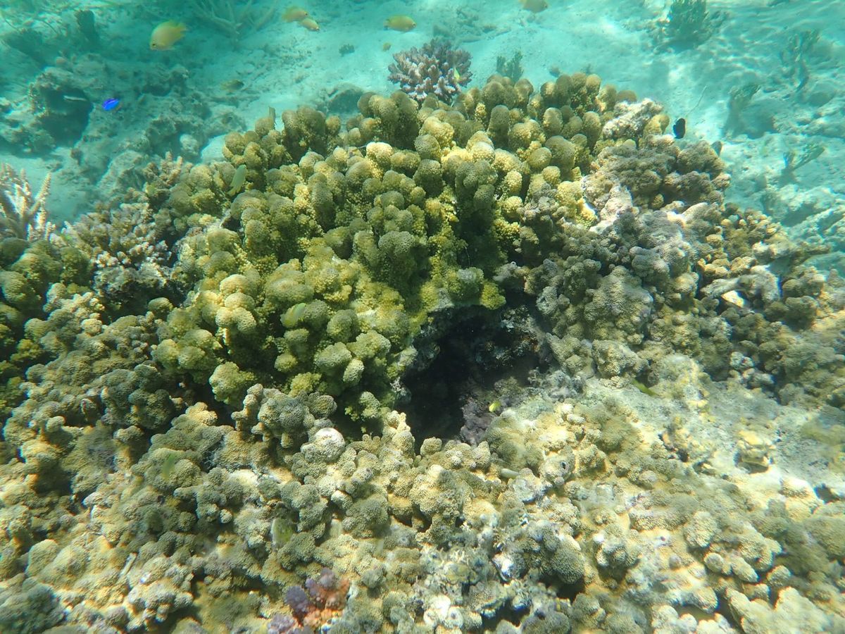 シュノーケルで海の中へ
海亀もいるらしいけど会えず・・残念！