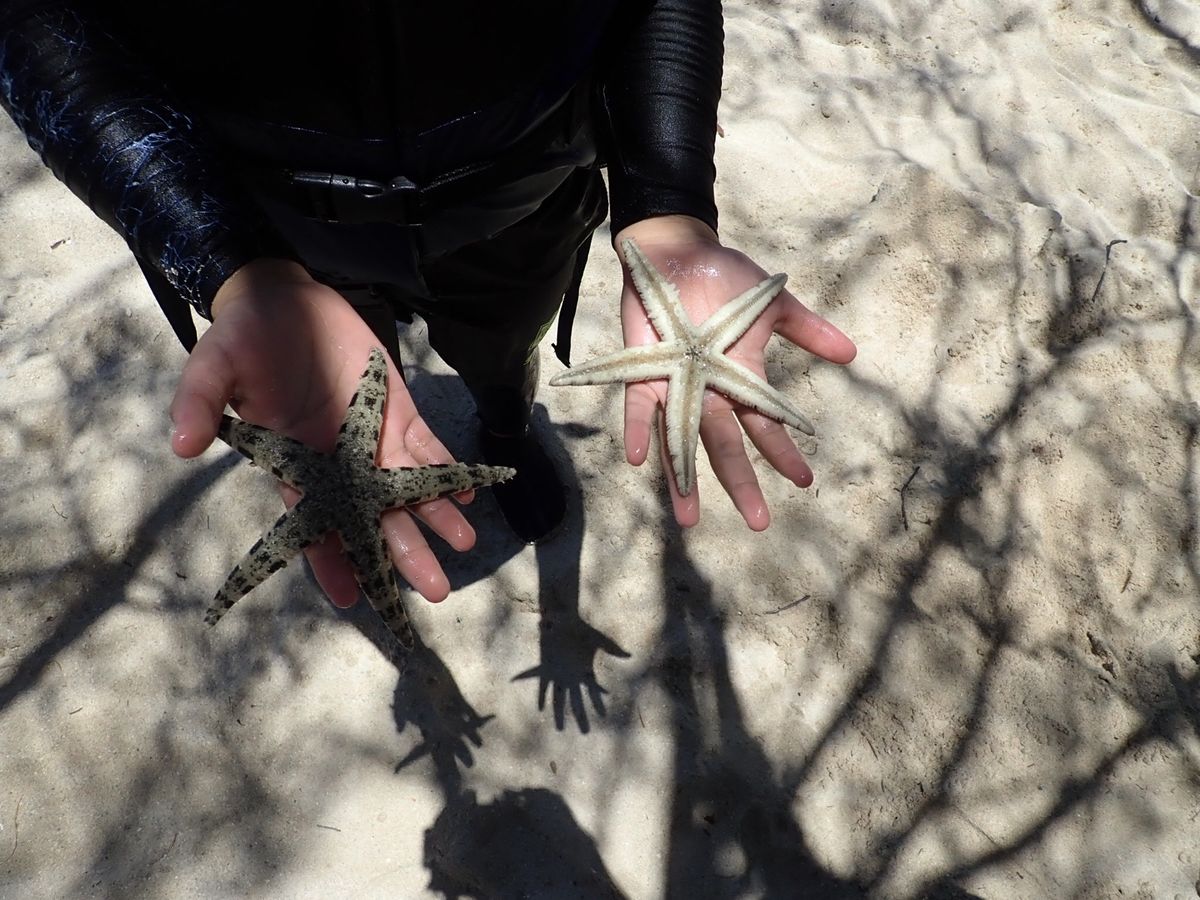 1️⃣ナマコ！！
2️⃣3️⃣でかいヒトデ！！