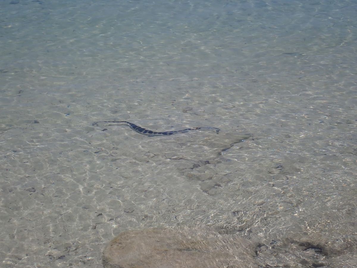 海へび！！
泳いでいった