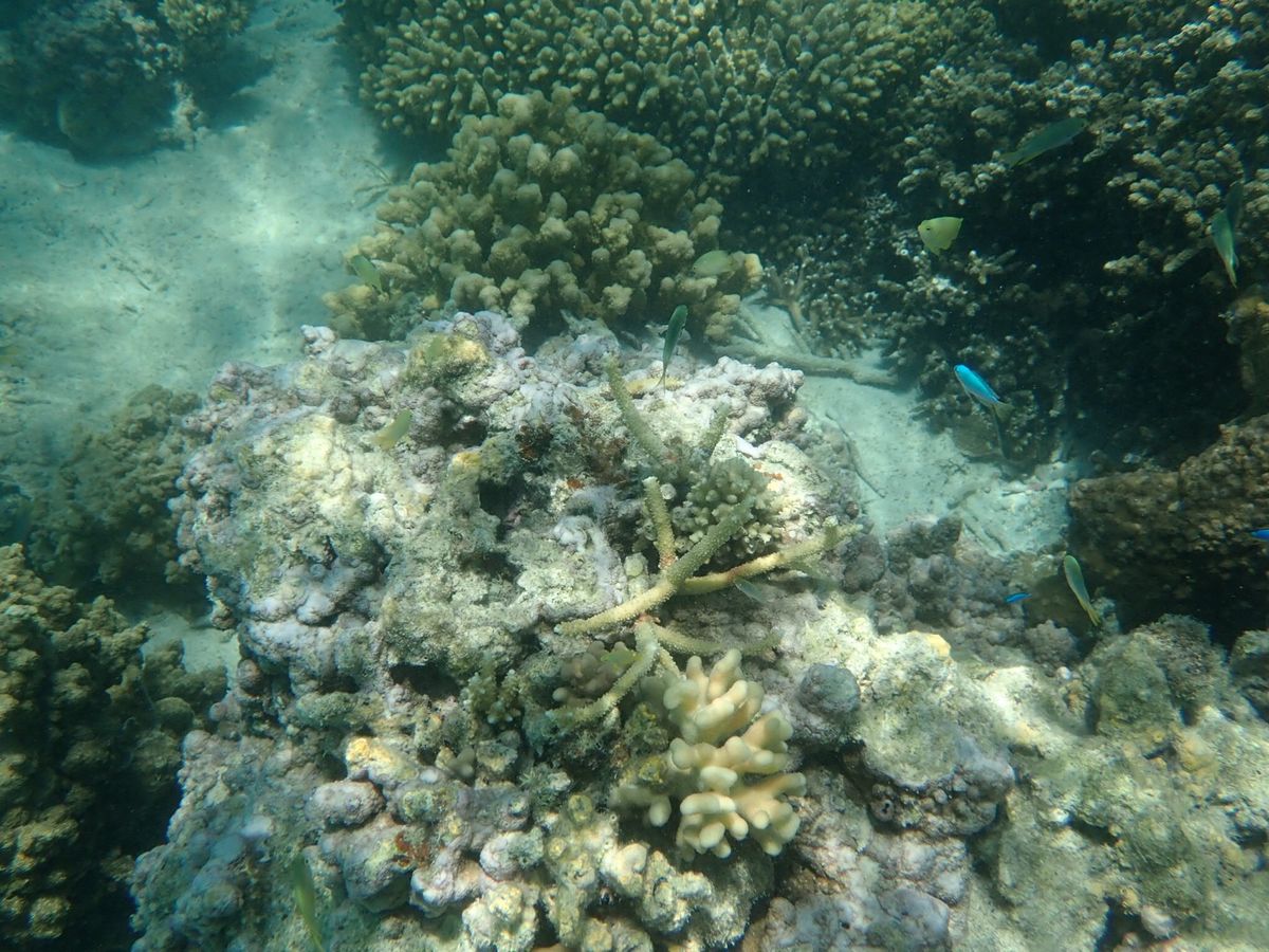 シュノーケルで海の中へ
海亀もいるらしいけど会えず・・残念！