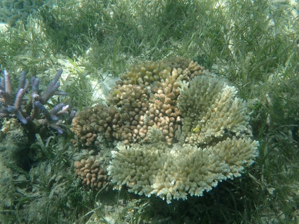 ニューカレドニア「ニューカレドニア　メトル島」の写真：シュノーケルで海の中へ
海亀もいるらしい...