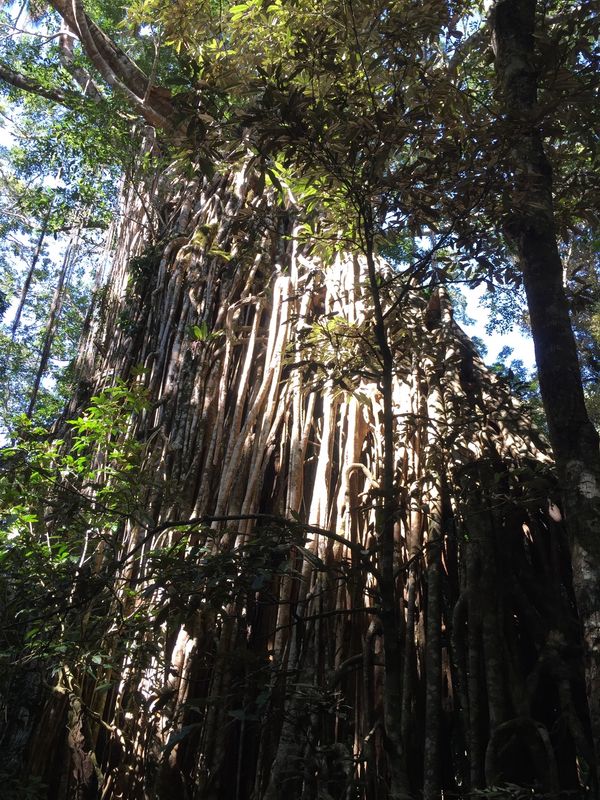 オーストラリア連邦「オーストラリア　ケアンズ」の写真：カーテンフォグツリー