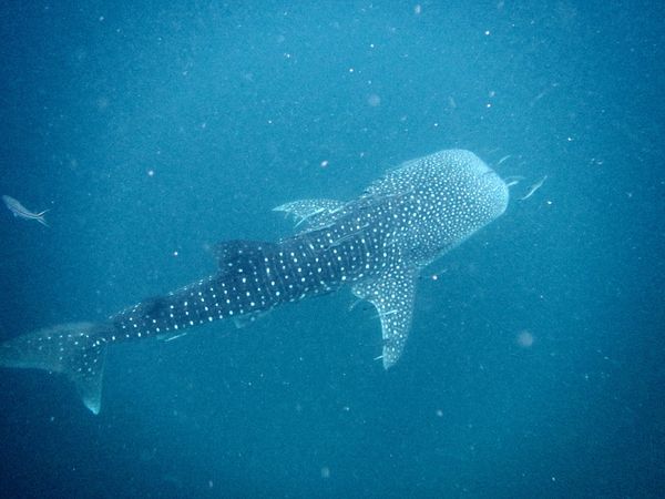 タイ・タオ島「タオ島　ジンベエに会いに」の写真：タオ島へのダイビング旅行　間近で出会えた...