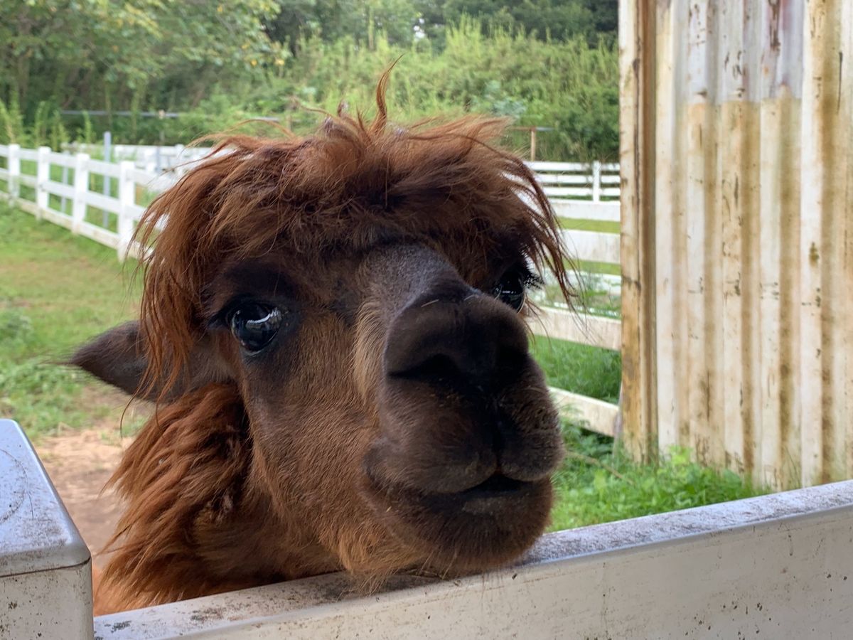 2日目は湯西川温泉から那須高原のアルパカ牧場へ🦙
夏だから毛刈りしててあま...