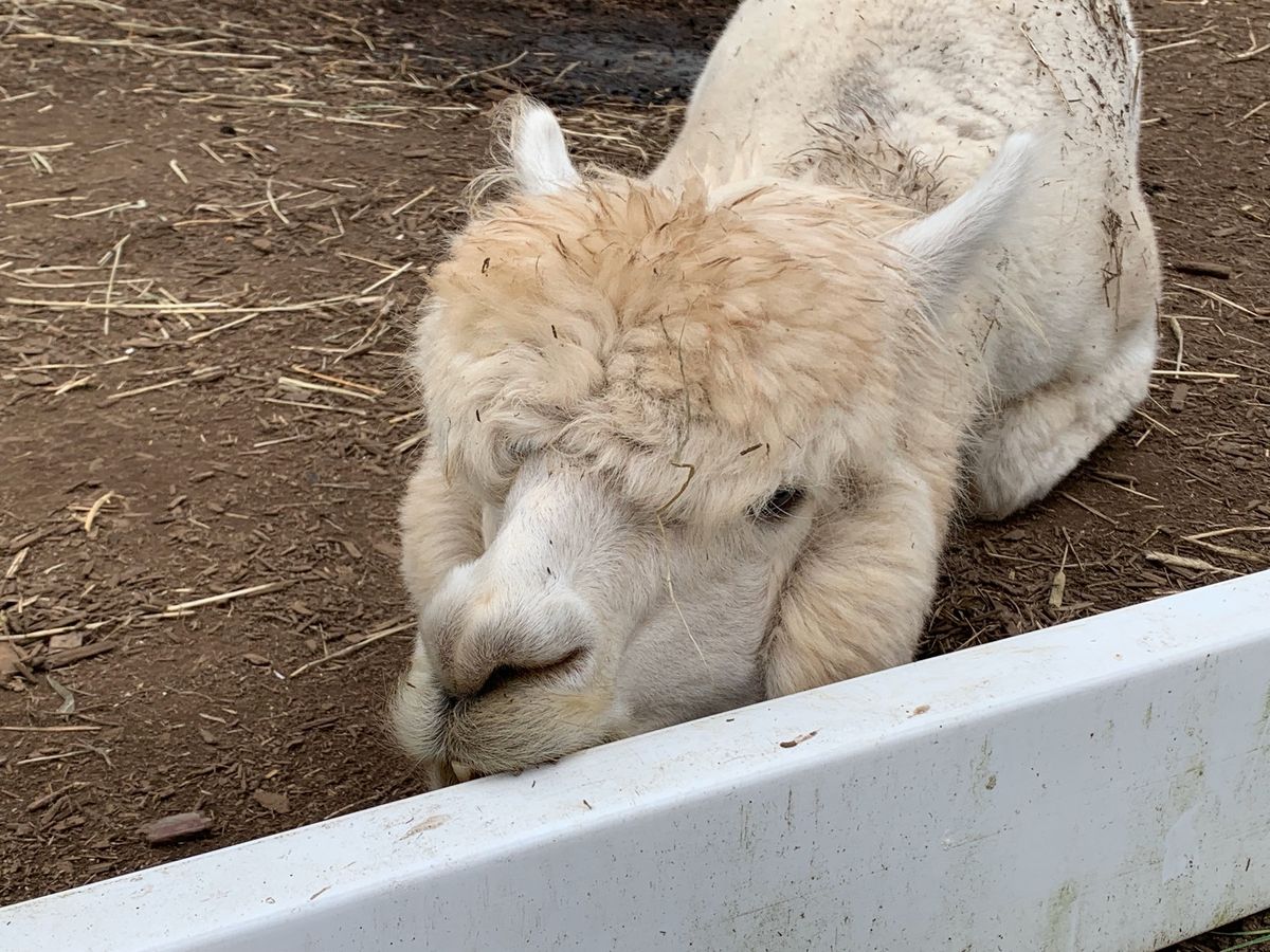 2日目は湯西川温泉から那須高原のアルパカ牧場へ🦙
夏だから毛刈りしててあま...