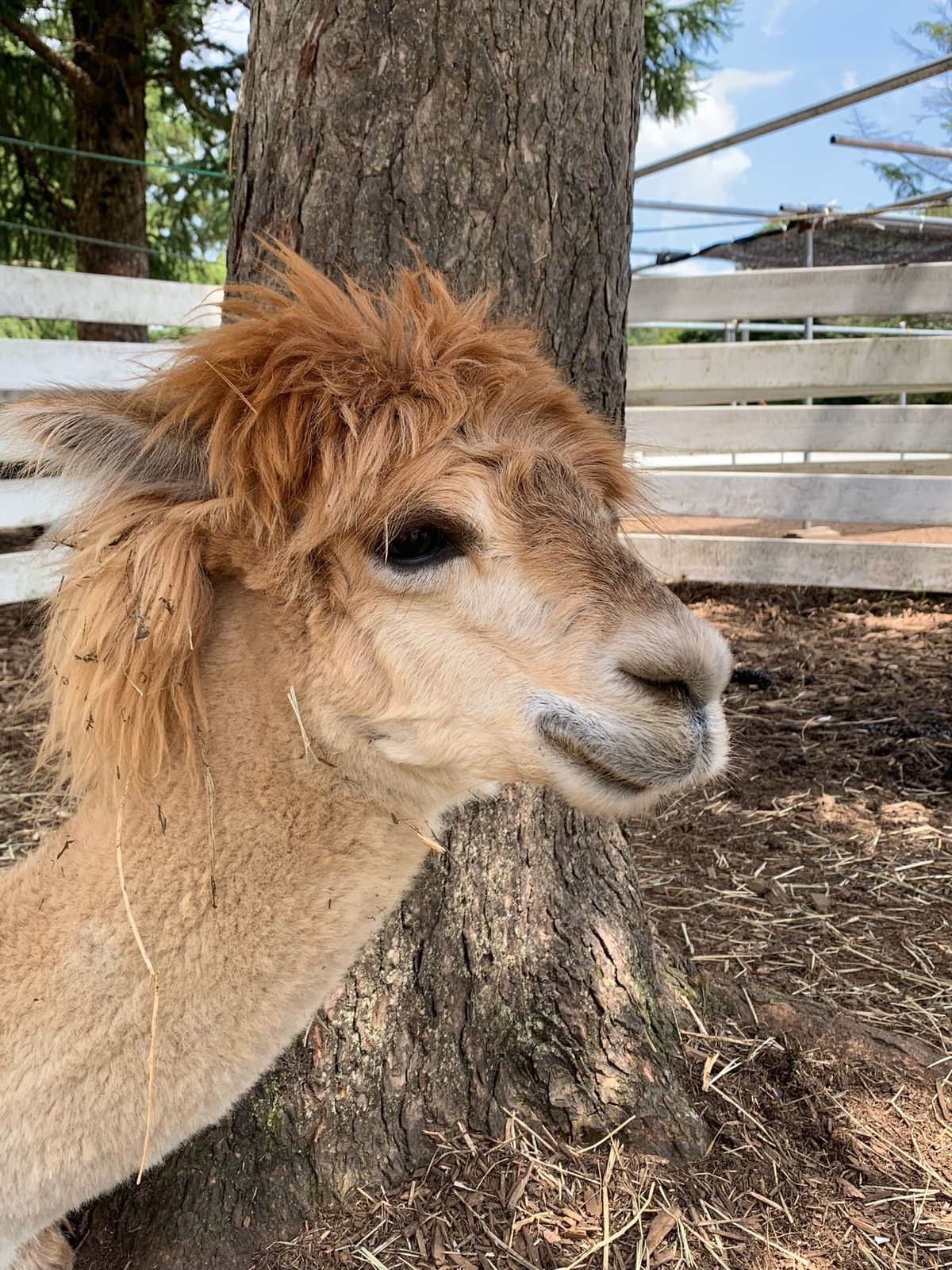 2日目は湯西川温泉から那須高原のアルパカ牧場へ🦙
夏だから毛刈りしててあま...