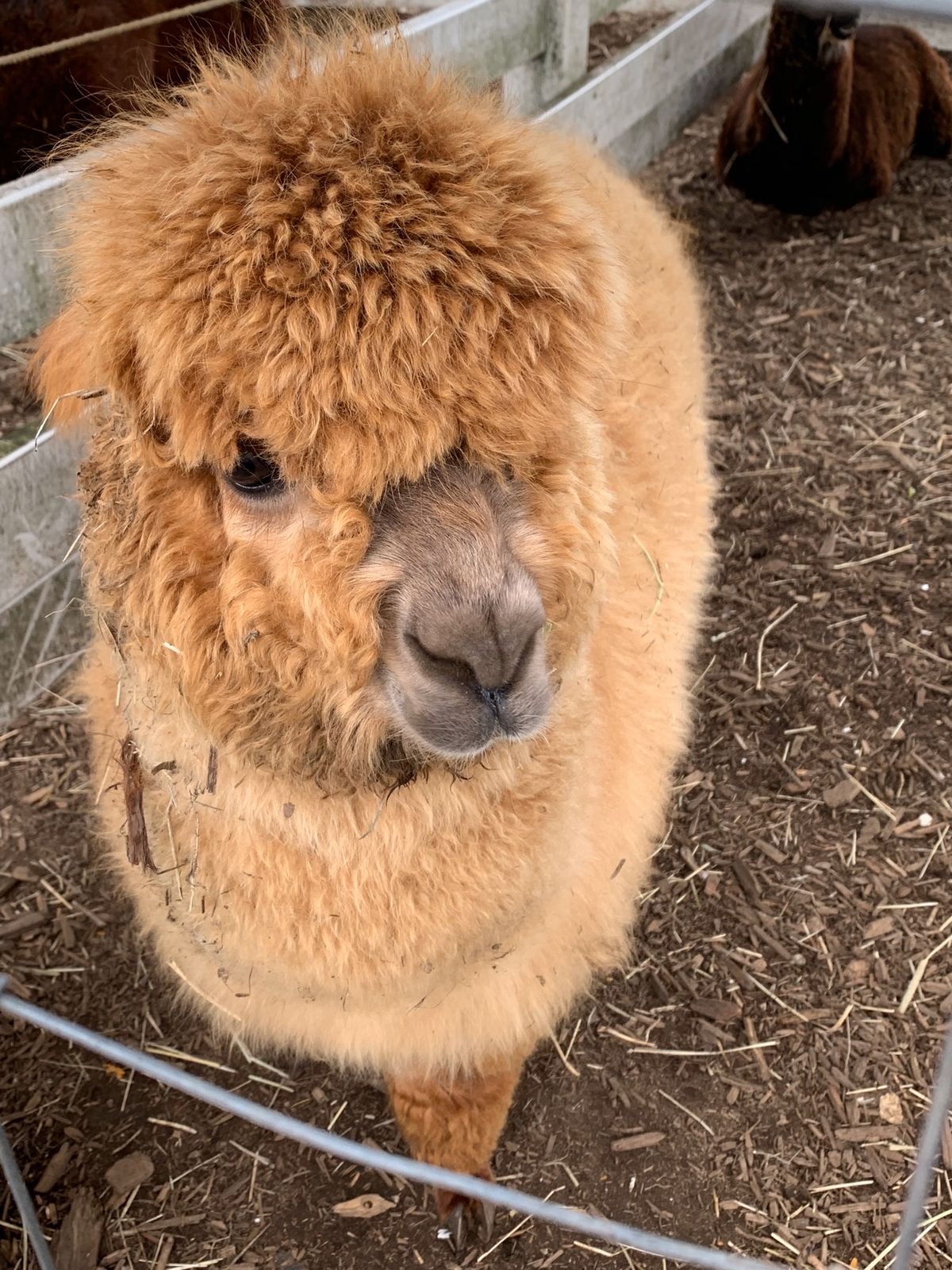 2日目は湯西川温泉から那須高原のアルパカ牧場へ🦙
夏だから毛刈りしててあま...