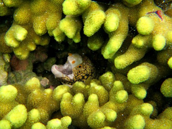 グアム・グアム「グアム　シュノーケリングで日常を忘れる旅」の写真