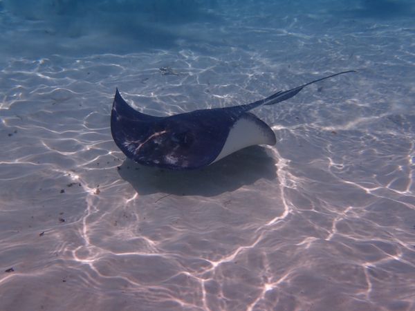 ケイマン諸島「グランドケイマン」の写真