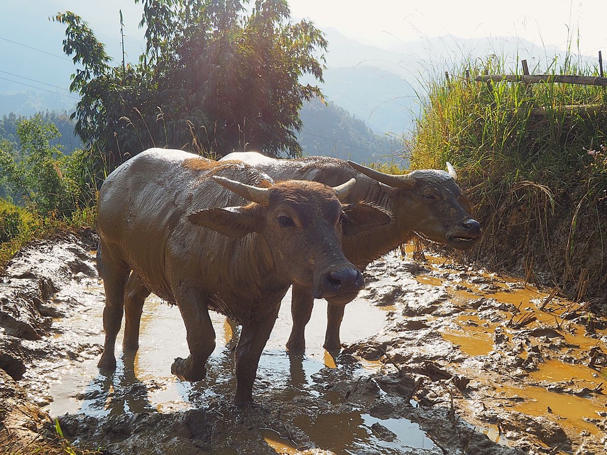 サパの街から一歩踏み出すと山一面に棚田が広がっています
そんな棚田を見下ろ...