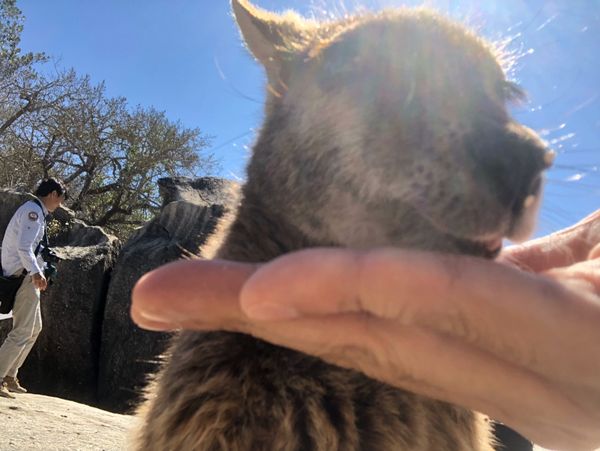 オーストラリア連邦「オーストラリア帰省」の写真