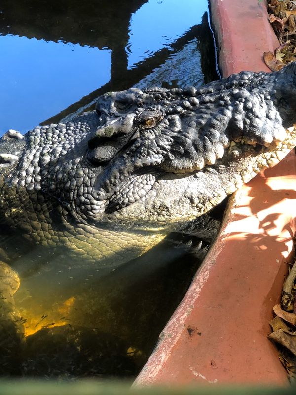 オーストラリア連邦「オーストラリア帰省」の写真：ケアンズグリーン島